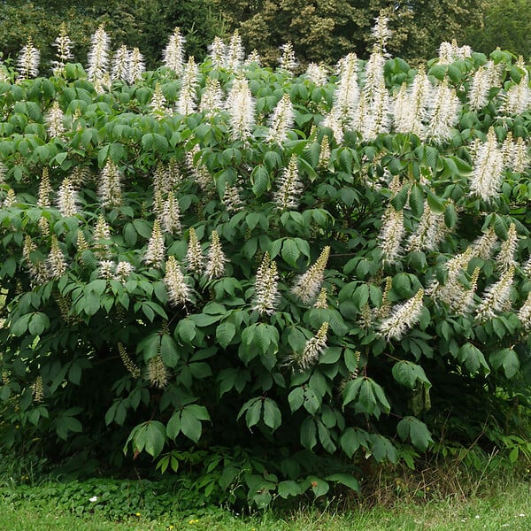 ARBORIX - Pavier blanc - Aesculus Parviflora  - 60-80 cm pot - large