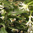 ARBORIX - 2 x Sarcocoque à feuille de ruscus - Sarcococca confusa  - 20-25 cm pot - vignette