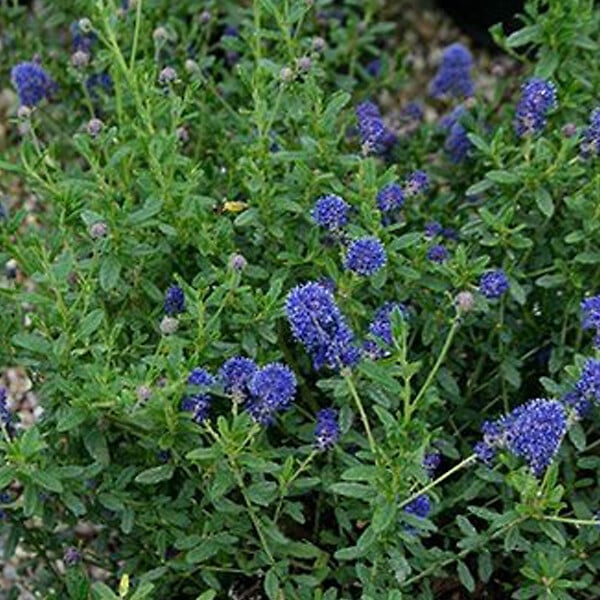 ARBORIX - 2 x Lilas de Californie 'Edinburgh' - Ceanothus 'Edinburgh'  - 30-40 cm pot - large