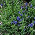 ARBORIX - 2 x Lilas de Californie 'Edinburgh' - Ceanothus 'Edinburgh'  - 30-40 cm pot - vignette