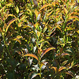 ARBORIX - 2 x Spirée Japonaise 'Crispa' - Spiraea japonica 'Crispa'  - 25-30 cm pot - vignette