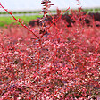 ARBORIX - 2 x Épine-vinette de Thunberg - Berberis thunbergii 'Harlequin'  - 30-40 cm pot - vignette