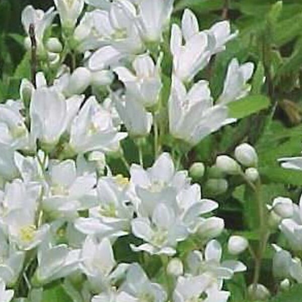 ARBORIX - 2 x Deutzie gracile - Deutzia gracilis 'Nikko'  - 25-30 cm pot - large