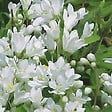 ARBORIX - 2 x Deutzie gracile - Deutzia gracilis 'Nikko'  - 25-30 cm pot - vignette