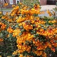 ARBORIX - Épine-vinette - Berberis linearifolia 'Orange King'  - 30-40 cm pot - vignette