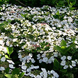 ARBORIX - Hortensia 'Teller White' - Hydrangea 'Teller White'  - 40-60 cm pot - vignette