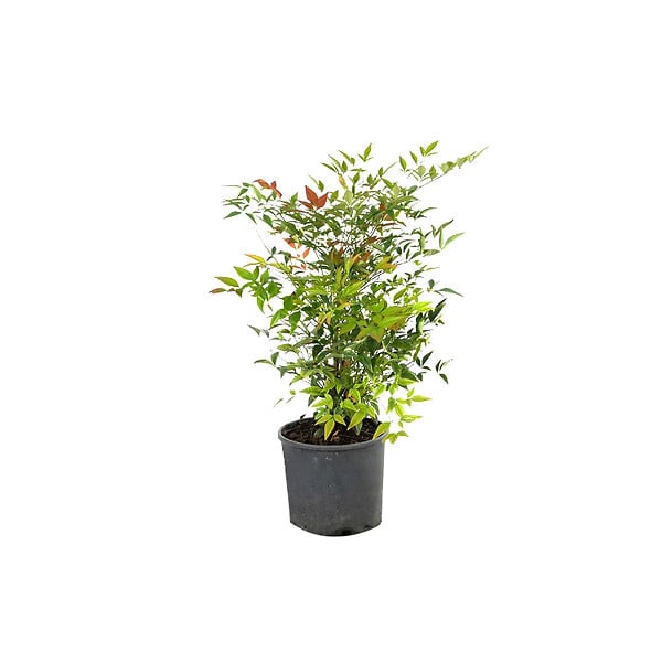 ARBORIX - 2 x Bambou sacré - Nandina Domestica  - 30-40 cm pot - large