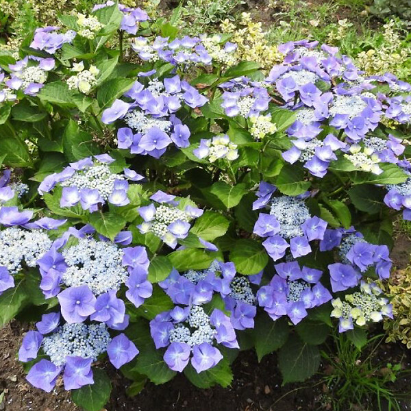 ARBORIX - 2 x Hortensia 'Blaumeise' - Hydrangea macrophylla 'Blaumeise'  - 25-30 cm pot - large