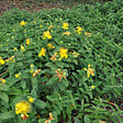 ARBORIX - 6 x Millepertuis à grandes fleurs - Hypericum calycinum  - godet 9cm x 9cm - vignette