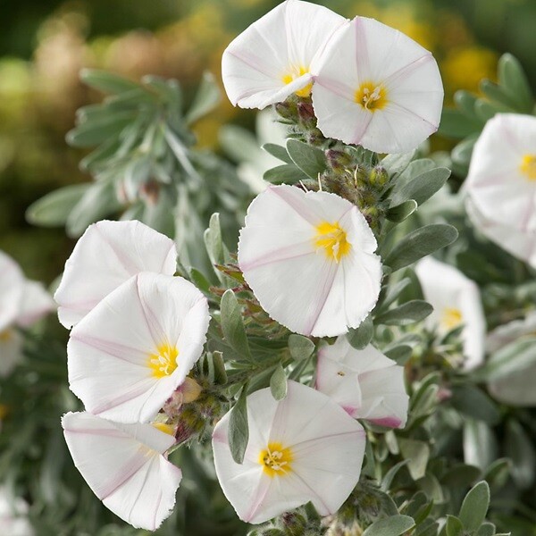 ARBORIX - 2 x Liseron cneorum - Convolvulus cneorum  - 25-30 cm pot - large