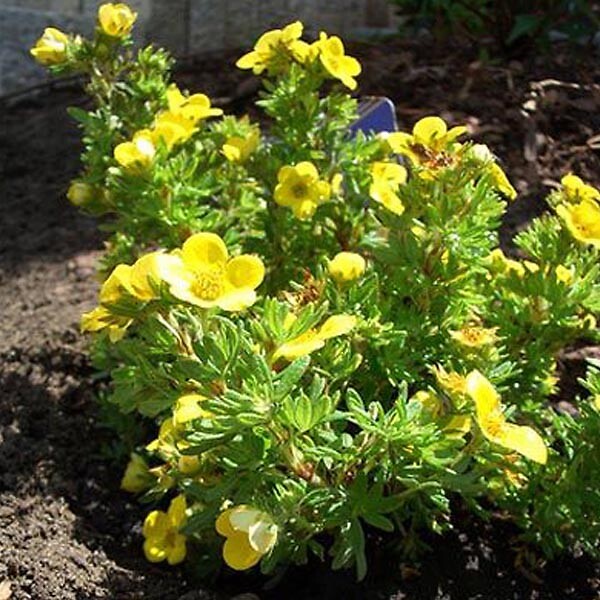 ARBORIX - 2 x Potentille arbustive 'Kobold' - Potentilla Fruticosa 'Kobold'  - 20-25 cm pot - large