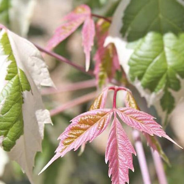 ARBORIX - Érable à feuille de frêne - Acer negundo 'Flamingo'  - 40-50 cm pot - large