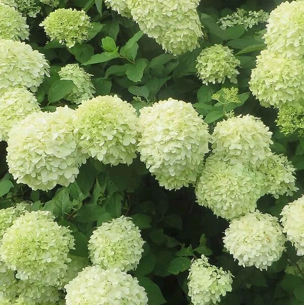 ARBORIX - 2 x Hortensia paniculé 'Little Lime' - Hydrangea paniculata 'Little Lime'  - 40-50 cm pot - large