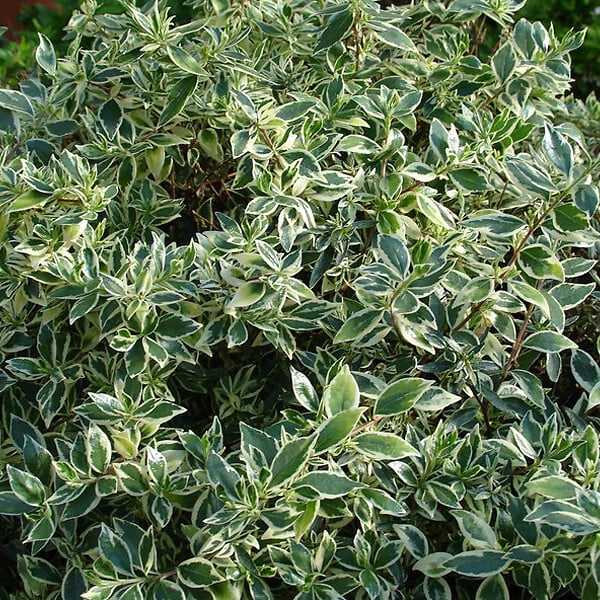 ARBORIX - 2 x Abélie grandiflora 'Confetti' - Abelia grandiflora 'Confetti'  - 25-30 cm pot - large