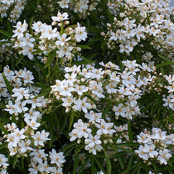 ARBORIX - Oranger du Mexique 'Aztec Pearl' - Choisya 'Aztec Pearl'  - 40-50 cm pot - large