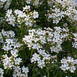 ARBORIX - Oranger du Mexique 'Aztec Pearl' - Choisya 'Aztec Pearl'  - 40-50 cm pot - vignette