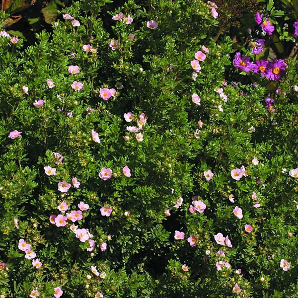 ARBORIX - 2 x Potentille arbustive 'Princess' - Potentilla Fruticosa Princess 'Pink Queen'  - 25-30 cm pot - large