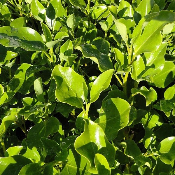 ARBORIX - 2 x Griselinie du littoral - Griselinia littoralis  - 60-80 cm pot - large