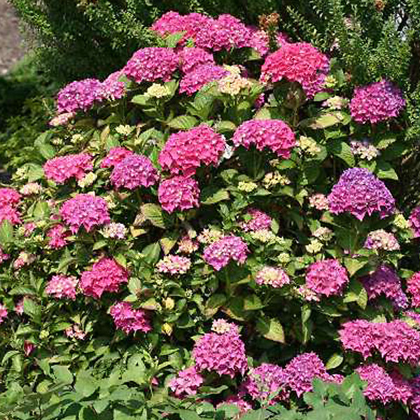 ARBORIX - 2 x Hortensia 'Pia' - Hydrangea macrophylla 'Pia'  - 25-30 cm pot - large