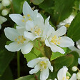 ARBORIX - 2 x Deutzia gracilis - Deutzia Gracilis  - 30-40 cm pot - vignette