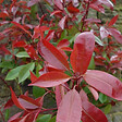 ARBORIX - 2 x Escallonia rubra 'Crimson Spire' - Escallonia rubra 'Crimson Spire'  - 40-50 cm pot - vignette