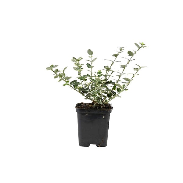 ARBORIX - 6 x Fusain persistant 'Emerald Gaiety' - Euonymus Fortunei 'Emerald Gaiety'  - godet 9cm x 9cm - large