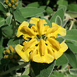 ARBORIX - 6 x Sauge de Jérusalem - Phlomis Fruticosa  - godet 9cm x 9cm - vignette