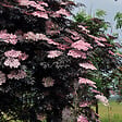 ARBORIX - Sureau noir 'Black Lace' - Sambucus nigra 'Black Lace' ('Eva')  - 40-50 cm pot - vignette