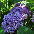 ARBORIX - 2 x Hortensia 'Gertrude Glahn' - Hydrangea macrophylla 'Gertrud Glahn'  - 25-30 cm pot - vignette