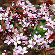 ARBORIX - Cerisier à fleurs 'Pissardii' - Prunus Cerasifera 'Nigra'  - 60-80 cm pot - vignette