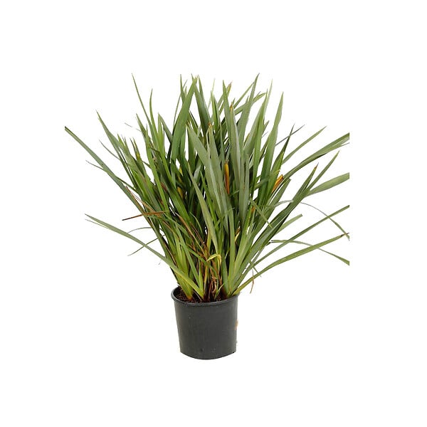 ARBORIX - Lin de Nouvelle-Zélande - Phormium tenax  - 60-80 cm pot - large