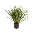 ARBORIX - Lin de Nouvelle-Zélande - Phormium tenax  - 60-80 cm pot - vignette