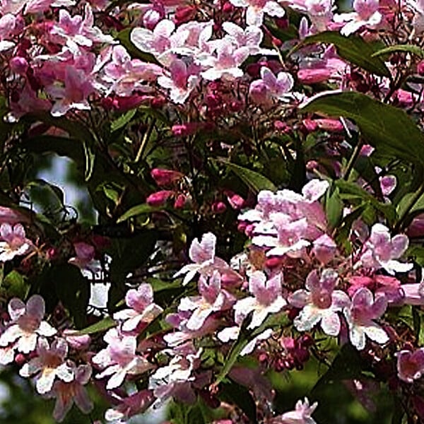 ARBORIX - 2 x Buisson de beauté 'Pink Cloud' - Kolkwitzia Amabilis 'Pink Cloud'  - 30-50 cm pot - large