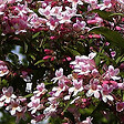 ARBORIX - 2 x Buisson de beauté 'Pink Cloud' - Kolkwitzia Amabilis 'Pink Cloud'  - 30-50 cm pot - vignette