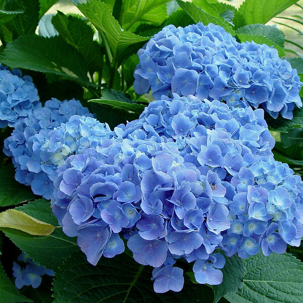 ARBORIX - 2 x Hortensia 'Blauer Prinz' - Hydrangea macrophylla 'Blauer Prinz'  - 25-30 cm pot - large