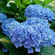 ARBORIX - 2 x Hortensia 'Blauer Prinz' - Hydrangea macrophylla 'Blauer Prinz'  - 25-30 cm pot - vignette