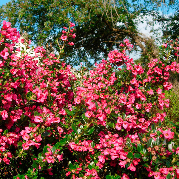 ARBORIX - 2 x Escallonia rubra macrantha - Escallonia rubra macrantha  - 40-50 cm pot - large