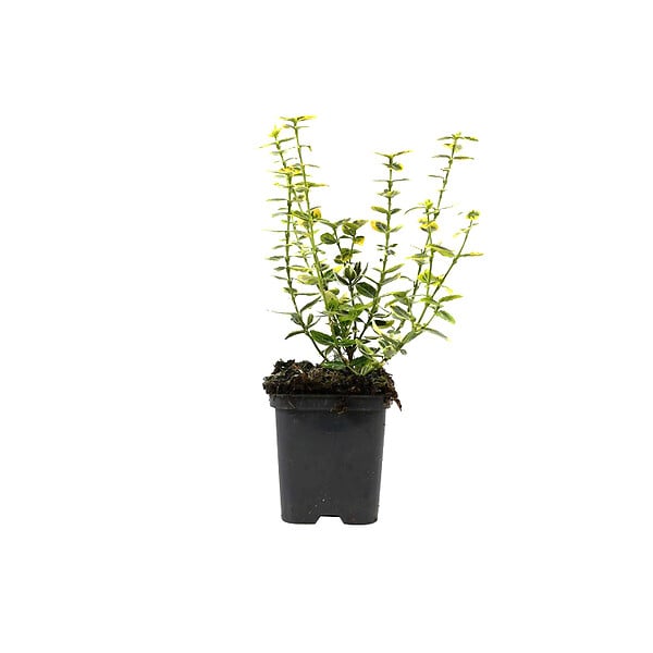 ARBORIX - Fusain 'Emerald 'n Gold' - Euonymus Fortunei 'Emerald 'N Gold'  - 40-50 cm pot - large