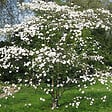 ARBORIX - Cornouiller à grandes fleurs - Cornus Florida  - 50-60 cm pot - vignette