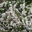 ARBORIX - 2 x Bruyère des neiges Blanc - Erica Carnea  - 12-15 cm pot - vignette