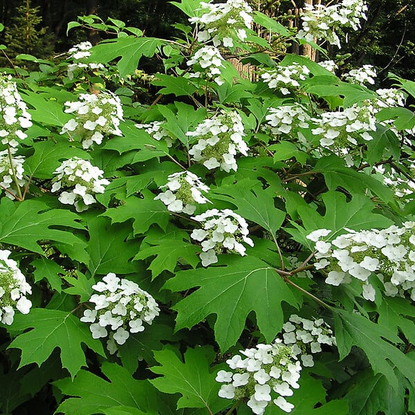 ARBORIX - 2 x Hortensia à feuilles de chêne - Hydrangea Quercifolia  - 30-40 cm pot - large