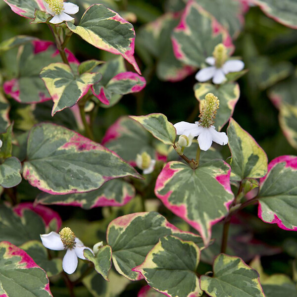 ARBORIX - 6 x Houttuynia cordata 'Chameleon' - Houttuynia cordata 'Chameleon'  - godet 9cm x 9cm - large