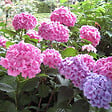 ARBORIX - 2 x Hortensia 'Bouquet Rose' - Hydrangea macrophylla 'Bouquet Rose'  - 25-30 cm pot - vignette