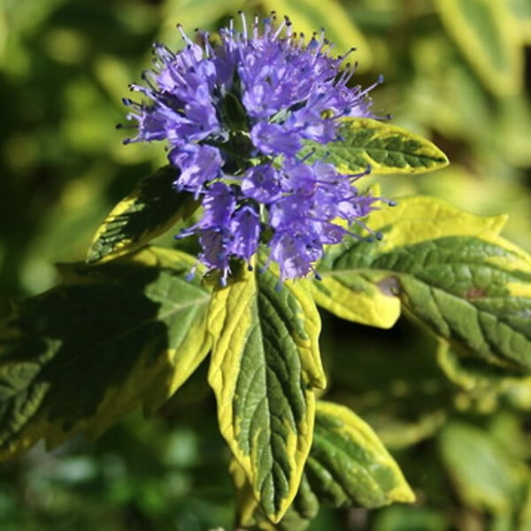ARBORIX - 2 x Barbe-bleue - Caryopteris clandonensis 'Summer Sorbet'  - 30-40 cm pot - large