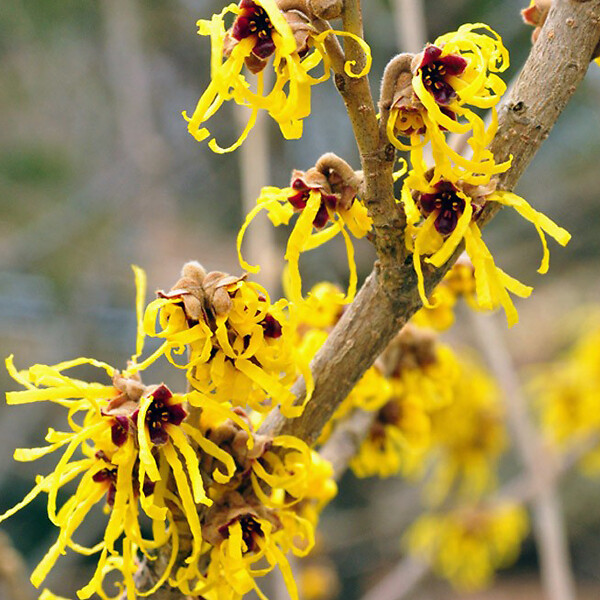 ARBORIX - Noisetier de sorcière 'Pallida' - Hamamelis Intermedia 'Pallida'  - 40-60 cm pot - large