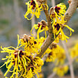 ARBORIX - Noisetier de sorcière 'Pallida' - Hamamelis Intermedia 'Pallida'  - 40-60 cm pot - vignette