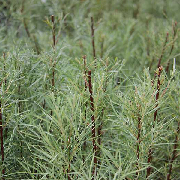 ARBORIX - 2 x Saule à feuilles d'argousier 'Angustifolia' - Salix Elaeagnos 'Angustifolia'  - 50-60 cm pot - large