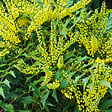 ARBORIX - 2 x Mahonia media 'Winter Sun' - Mahonia Media 'Winter Sun'  - 30-50 cm pot - vignette