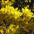 ARBORIX - 2 x Mimosa de Paris 'Spectabilis' - Forsythia Intermedia 'Spectabilis'  - 50-60 cm pot - vignette