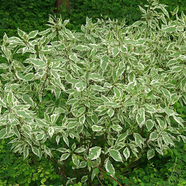 ARBORIX - 2 x Cornouiller blanc 'Elegantissima' - Cornus Alba 'Elegantissima'  - 60-80 cm pot - large